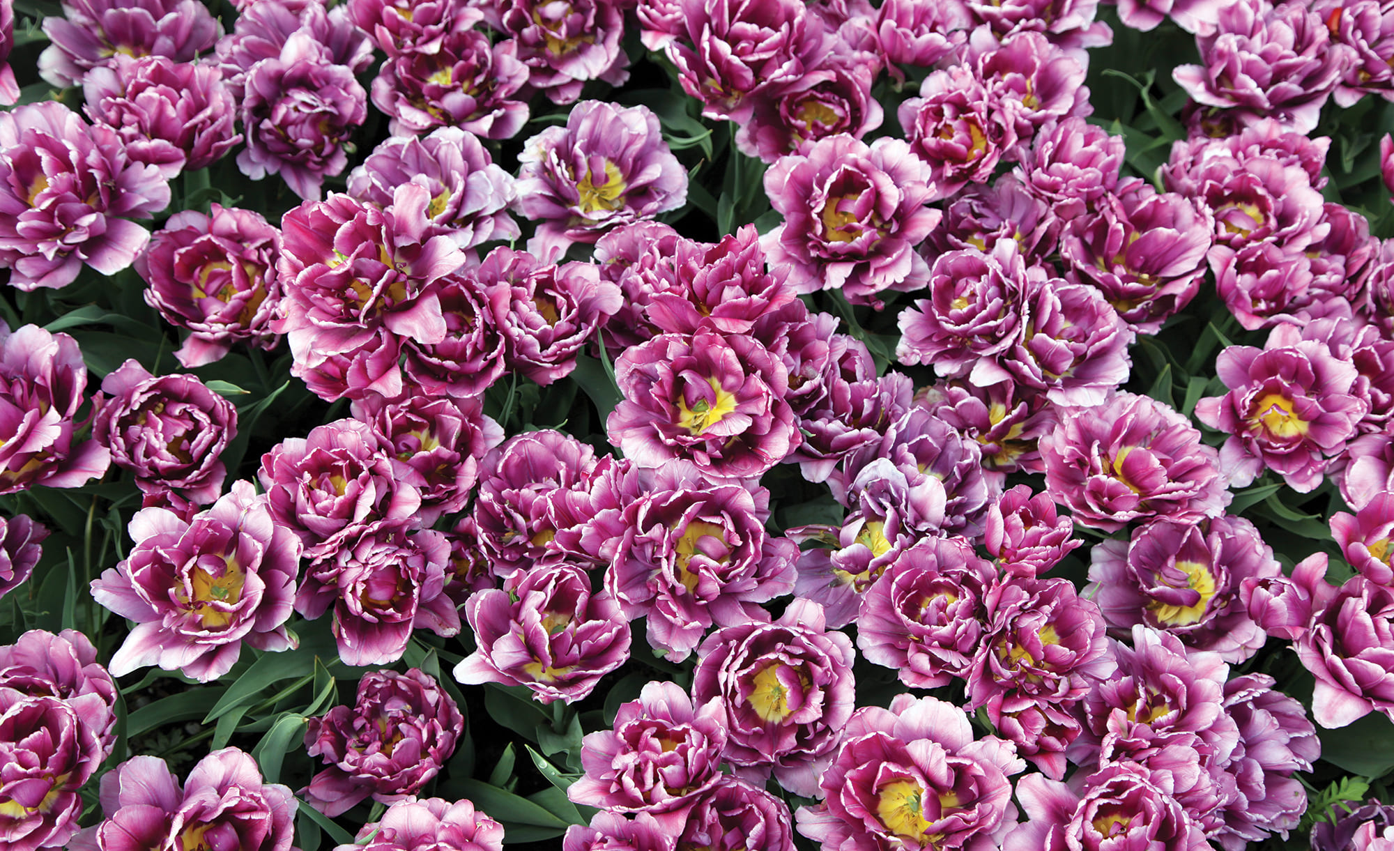 Partner Соло (Solo) 3405P8